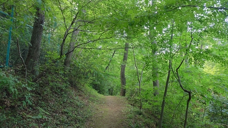 散策路