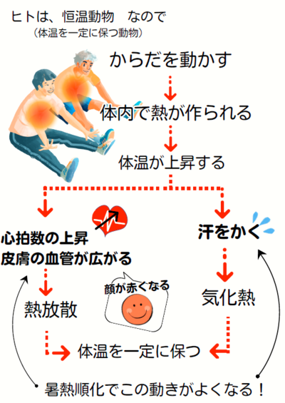 暑熱順化を図式化した画像