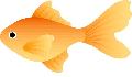 赤い金魚は自分の状態を表します