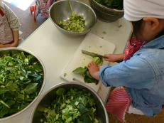 子どもが小松菜を切っている写真です