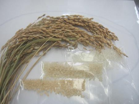 稲穂と米の写真