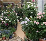 妖精の住む庭　LE JARDIN DE LA FEEさんのガーデンの写真