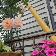 ハンギングとバラのかわいいお家さんのガーデンの写真