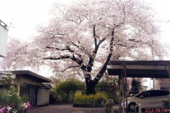 中央に満開の桜の木、根元には菜の花が咲いている