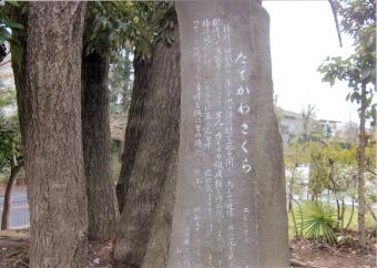 縦皮桜の石碑