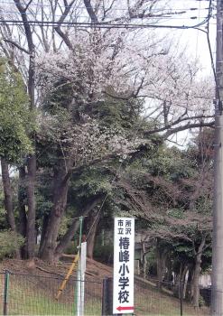 花が咲いた縦皮桜