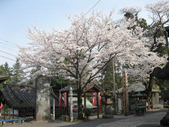 新田義貞誓いの桜の写真