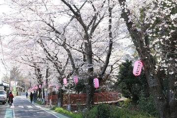 東川の桜並木の写真
