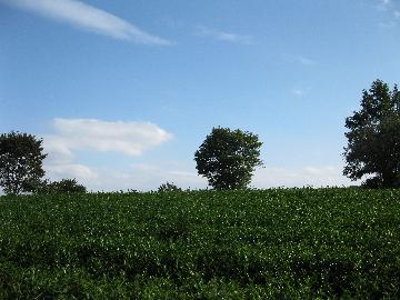 比良の丘の茶畑の写真2