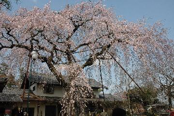 金仙寺のしだれ桜の写真