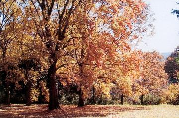 3番 狭山湖の紅葉 所沢市ホームページ