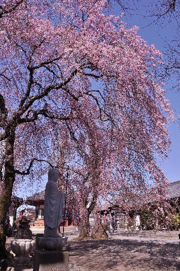 新光寺のしだれ桜の写真2