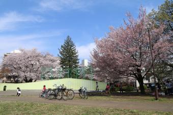 緑町中央公園の桜