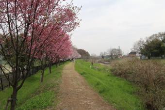 柳瀬川の桜並木