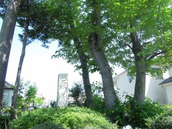 翁樹神社の菩提樹