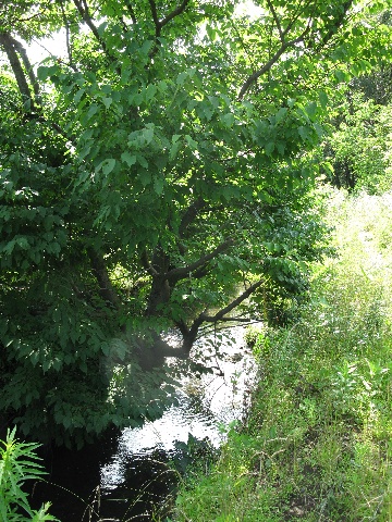 所沢グリーンヒル緑と水の回廊の写真2