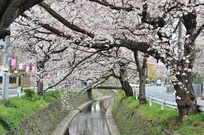 東川の桜並木近景