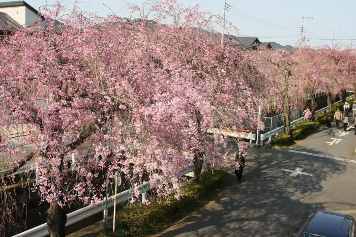 砂川堀のしだれ桜1