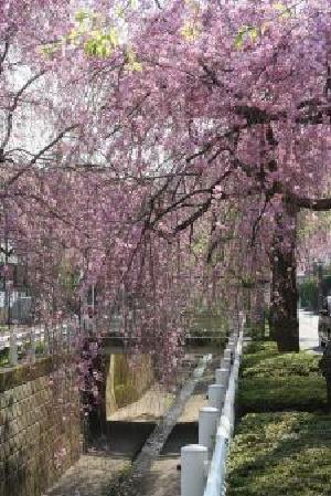 砂川堀のしだれ桜