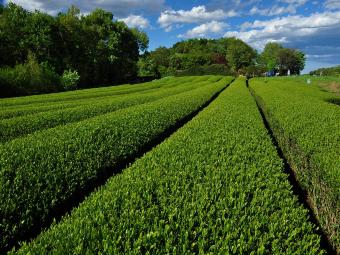 100番「比良の丘茶畑」