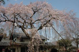 しだれ桜