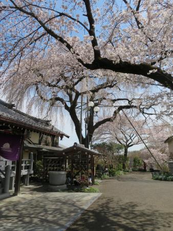 101番「金仙寺のしだれ桜」