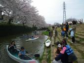 東川の桜並木とカヌー