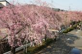 砂川堀のしだれ桜