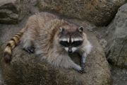 アライグマ画像