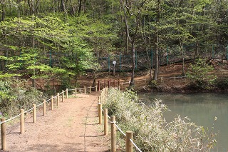 菩提樹池の散策路です