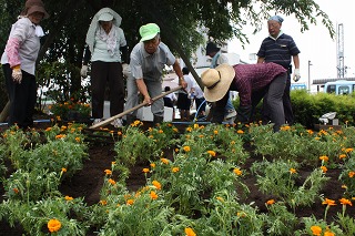 花を植えて緑化