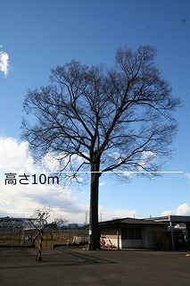 No13　ケヤキ（亀ヶ谷）