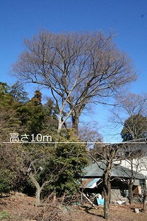 No14　ケヤキ（南永井）