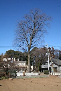 No17　ケヤキ（南永井）