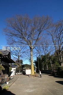 No29　ケヤキ（所沢新町）