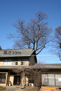 No9　ケヤキ（牛沼）