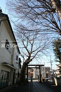 No2　ケヤキ（宮本町）