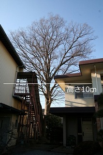 No6　ケヤキ（三ヶ島五丁目）