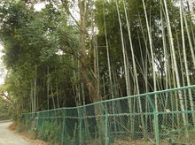 三ケ島一丁目里山保全地域の写真２