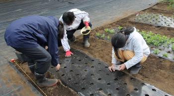 種植え作業の様子