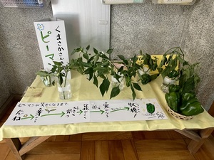 ピーマンの生育過程を展示する様子