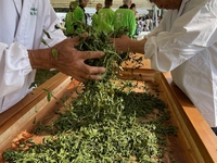 手揉み茶の実演