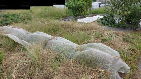 香さう放棄体験農場画像2