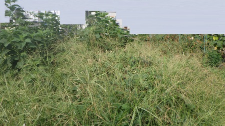 耕作放棄体験農場画像1