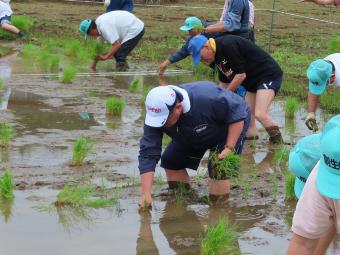 田植えをする市長の写真