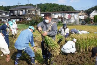 稲刈り作業をする市長の写真