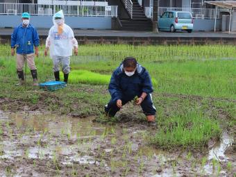 田植えをする市長