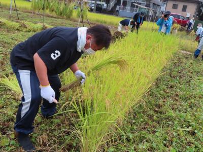 稲刈りをする市長の写真