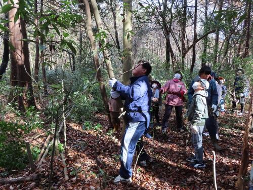 年を経た樹木を探す市長の様子