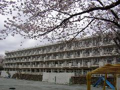 荒幡小学校の桜